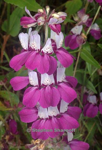 collinsia heterophylla 3 graphic